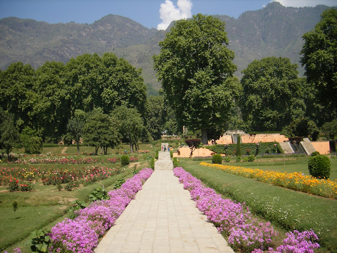 springtime in nishat bagh