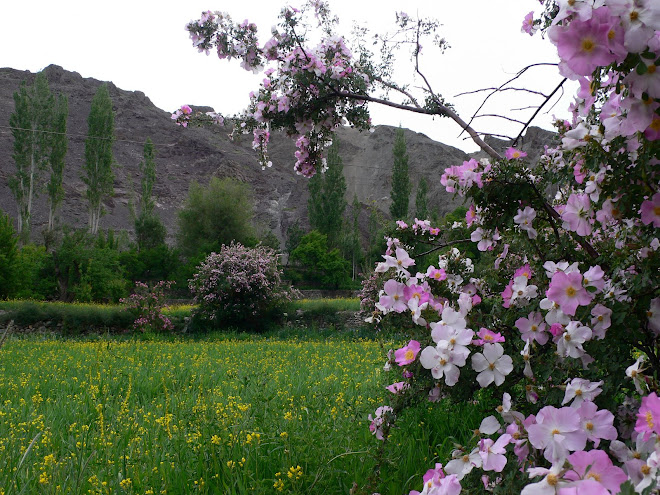 kashmir spring