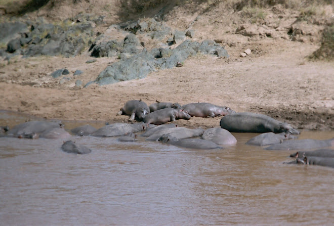 HIPPOPOTAMUS BED