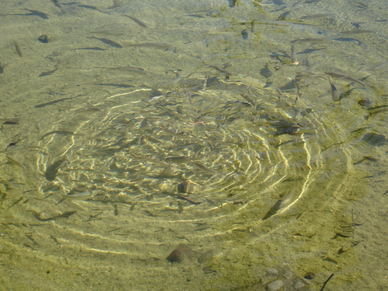[DSC05782.JPG]
