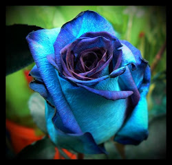 Una rosa blava