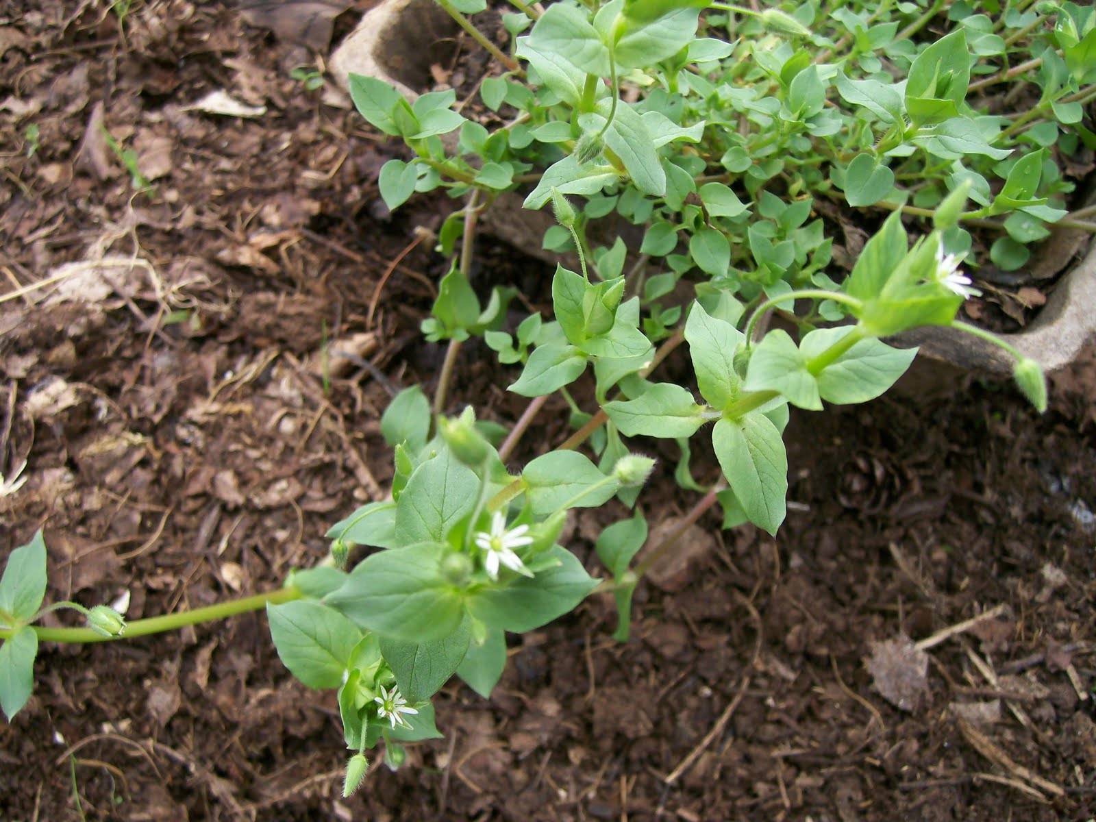 Everything Free Eating