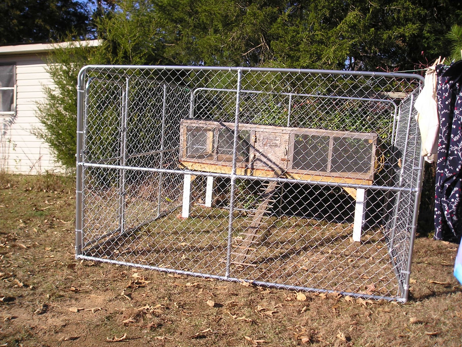 Silkies in a Kennel Coop Community Chickens