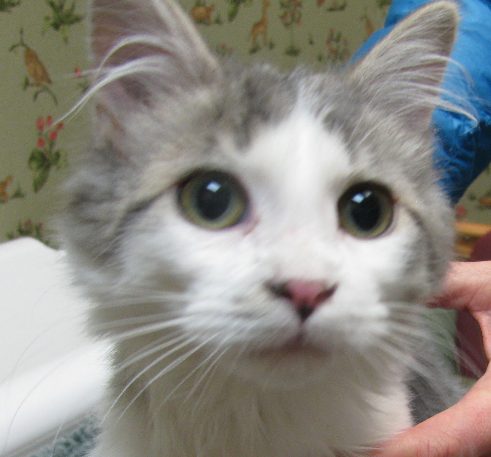 Care Animal Hospital Client Story How To Get Cats To Like Each