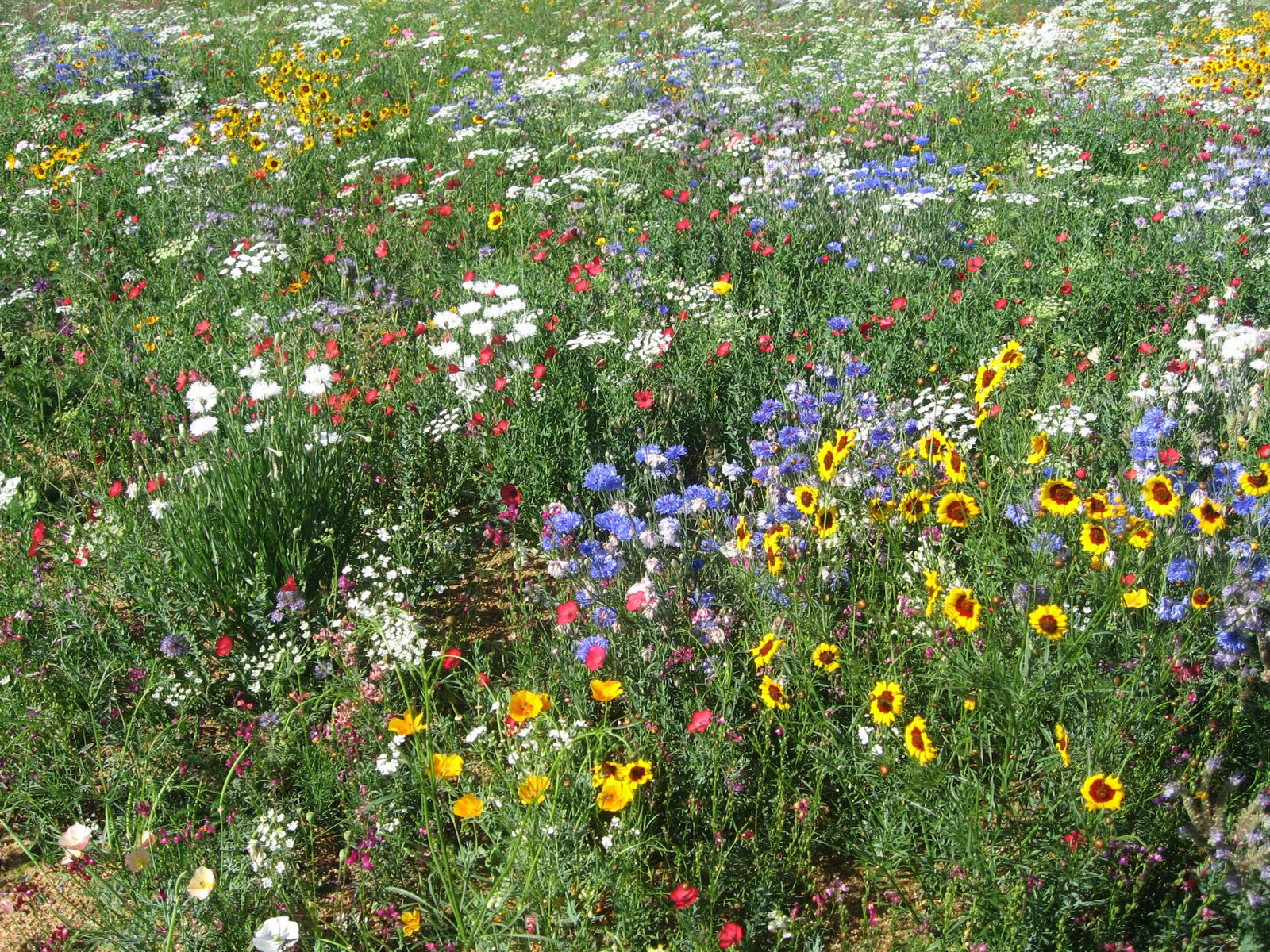 Yogawiseindia WILDFLOWER MEADOW TWICKENHAM