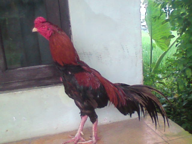 Cara Mebuat Ayam Pukul Ko Alias Maut Yomes Donk Ahh