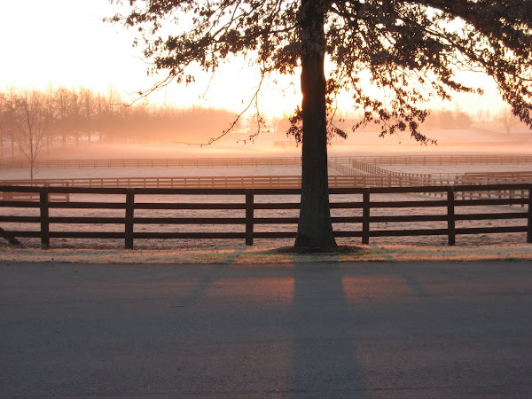Kentucky Wonder