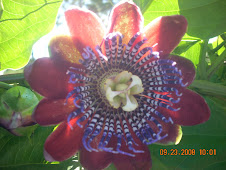 Flor del Murucuya