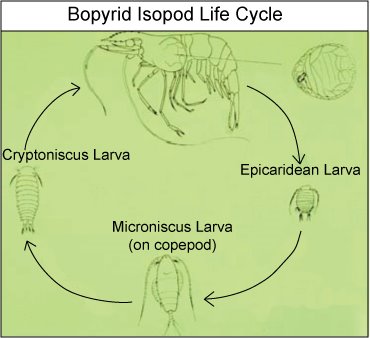 [boplifecycle.jpg]
