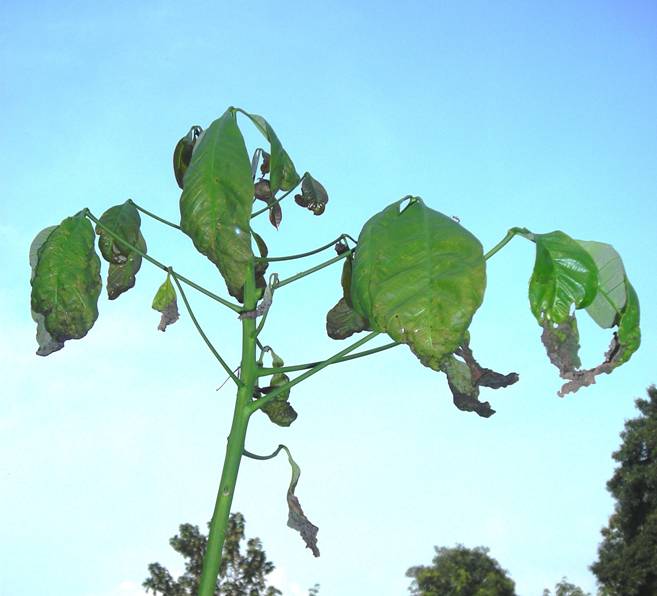Rubber Diseases Rubber Diseases
