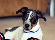 - The Dog -