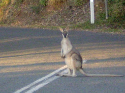 Wildlife in Australia