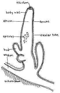 porifera57L_x550_x_846x.gif