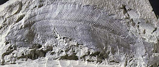 pterygolepis.jpeg