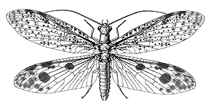Achichauliodes_species.gif