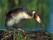 180px-Podiceps_cristatus_2_(Lukasz_Lukasik).jpg