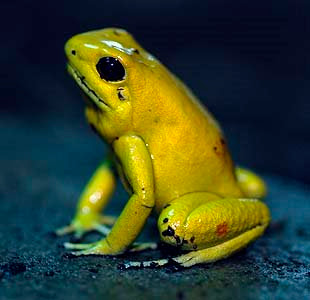 phyllobates_terribilis.jpg