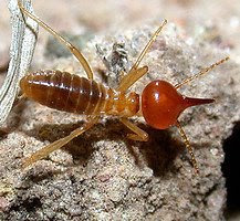 Termite1cropped2.200a.jpg