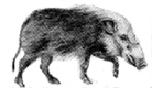 wzkolpo.gif