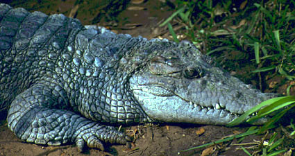 [Crocodylus_mindorensis.jpg]