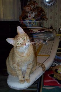 Jasper sitting on the end of my ironing board with his head tilted sideways