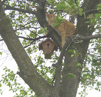 Jasper in tree