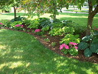 hosta plants and geraniums under trees