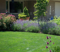 row of lavendar blooms