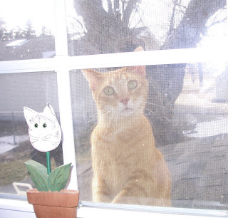 jasper looking in the kitchen window from outside