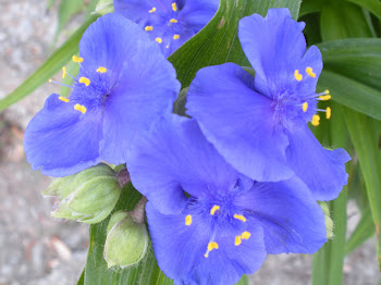 Spiderwort