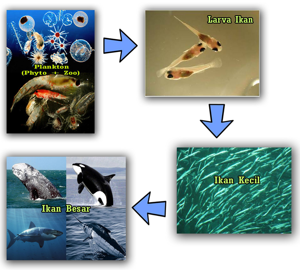 Rantai Makanan Laut