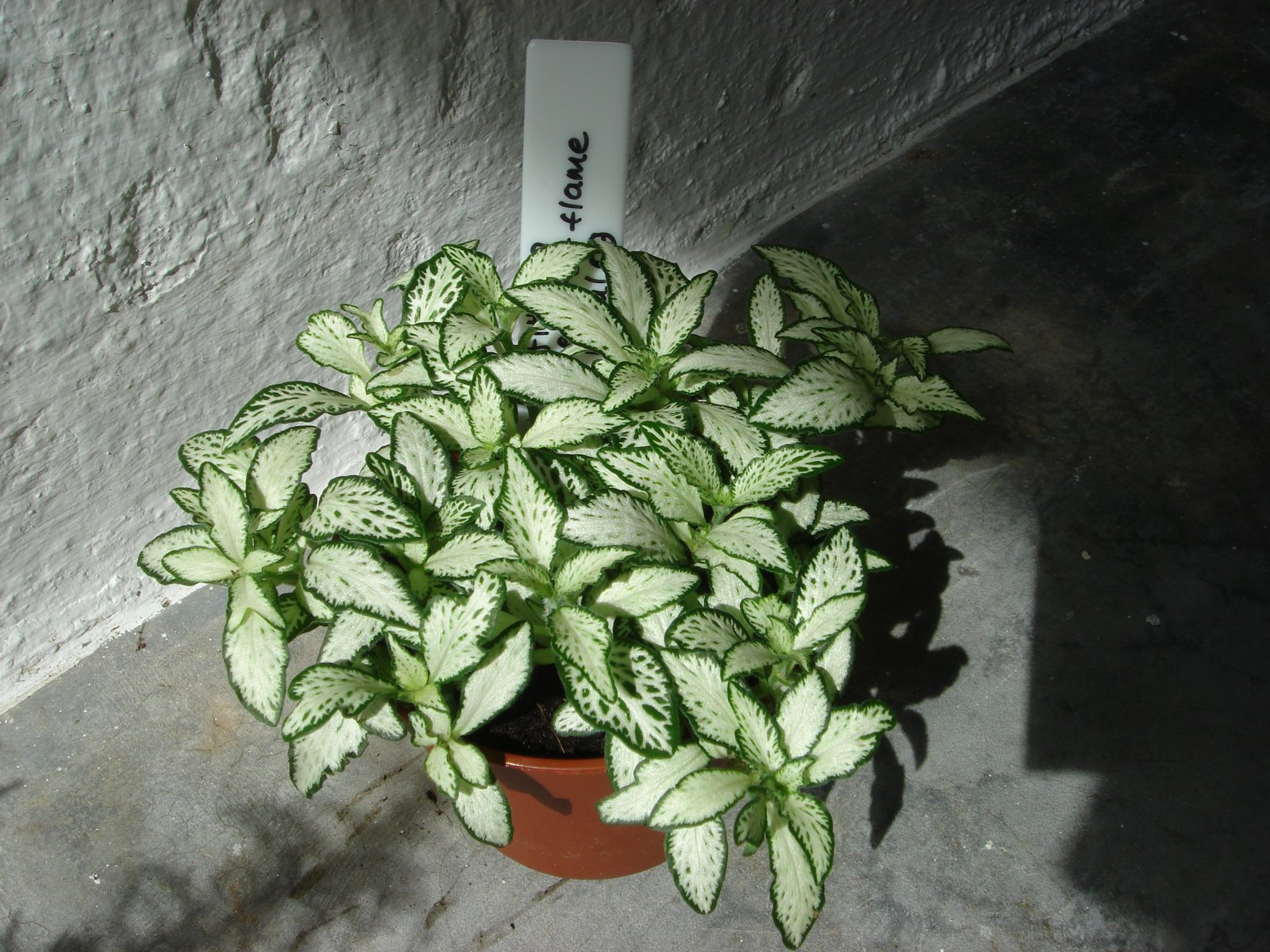 [Fittonia-White+flame-Jul+13+09.JPG]
