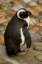 Penguin Standing - Single