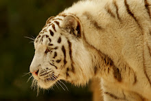 Bengal Tiger Head shot