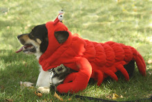Tater the lobster