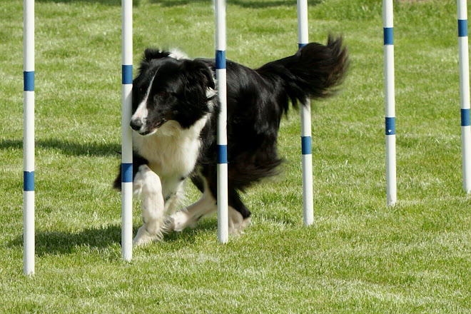 Agility at Cathy's