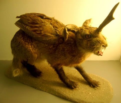 animals wolpertinger mutant weird rabbit horned nature section amazing winged mutants expeditions curious most freak animal flickr weirdest cool folklore