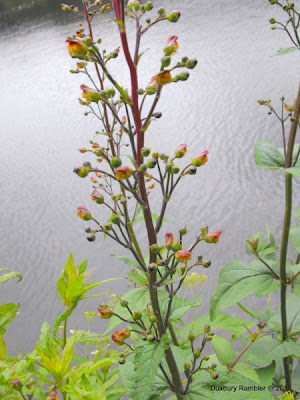 common figwort