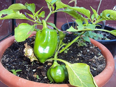 Huerto ecológico en la terraza o balcón de casa: Pimientos
