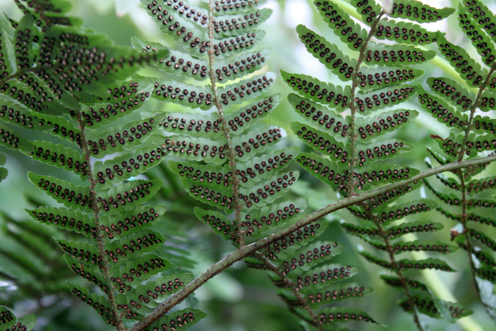 spores of ferns