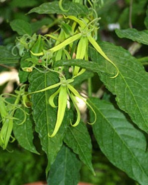 Eye on Costa Rica: “The True Chanel No.5 Perfume Tree….Ylang Ylang in Costa  Rica!”