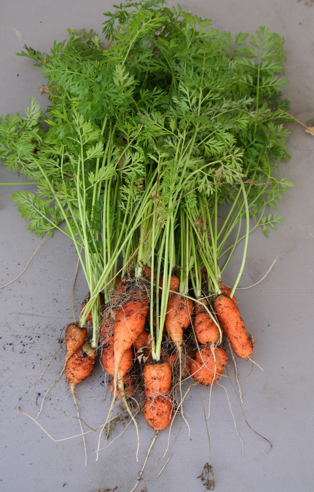 Growing Up Veg Late Fall Baby Carrot Harvest