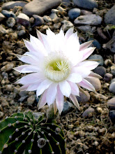 Cactus Flower