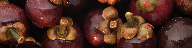 Mangosteen research papers picture