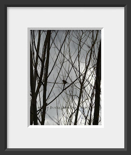 A framed photo of the silhouette of a single small bird perched in the bare branches of a tree is waiting patiently for the arrival of spring.