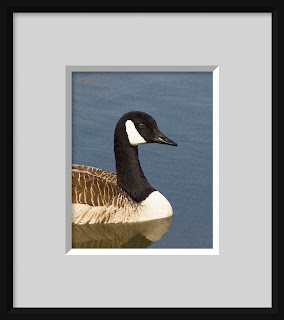 A photo painting of a classic pose of a Canadian goose swimming in tranquil blue water.