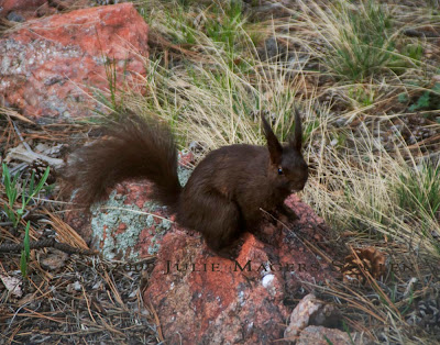 Squirrels Of Colorado