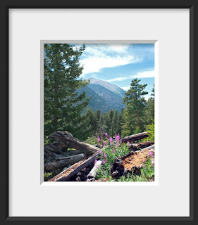 A distant peak in Rocky Mountain NP, Colorado is seen through a heavily forested view with purple wildflowers blooming near fallen tree trunks.