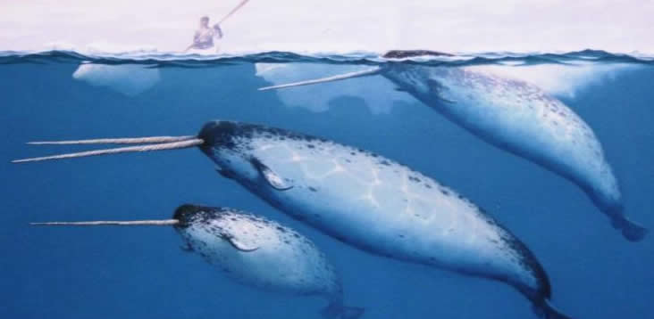 narwhals are real