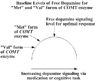 Adhd Chromosome